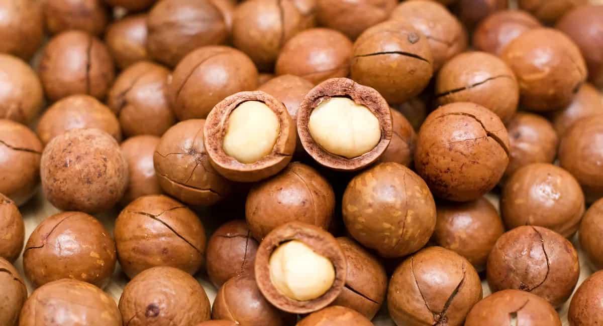 تصویر 4 از قیمت ویژه فندق ماکادمیا + خرید باور نکردنی
